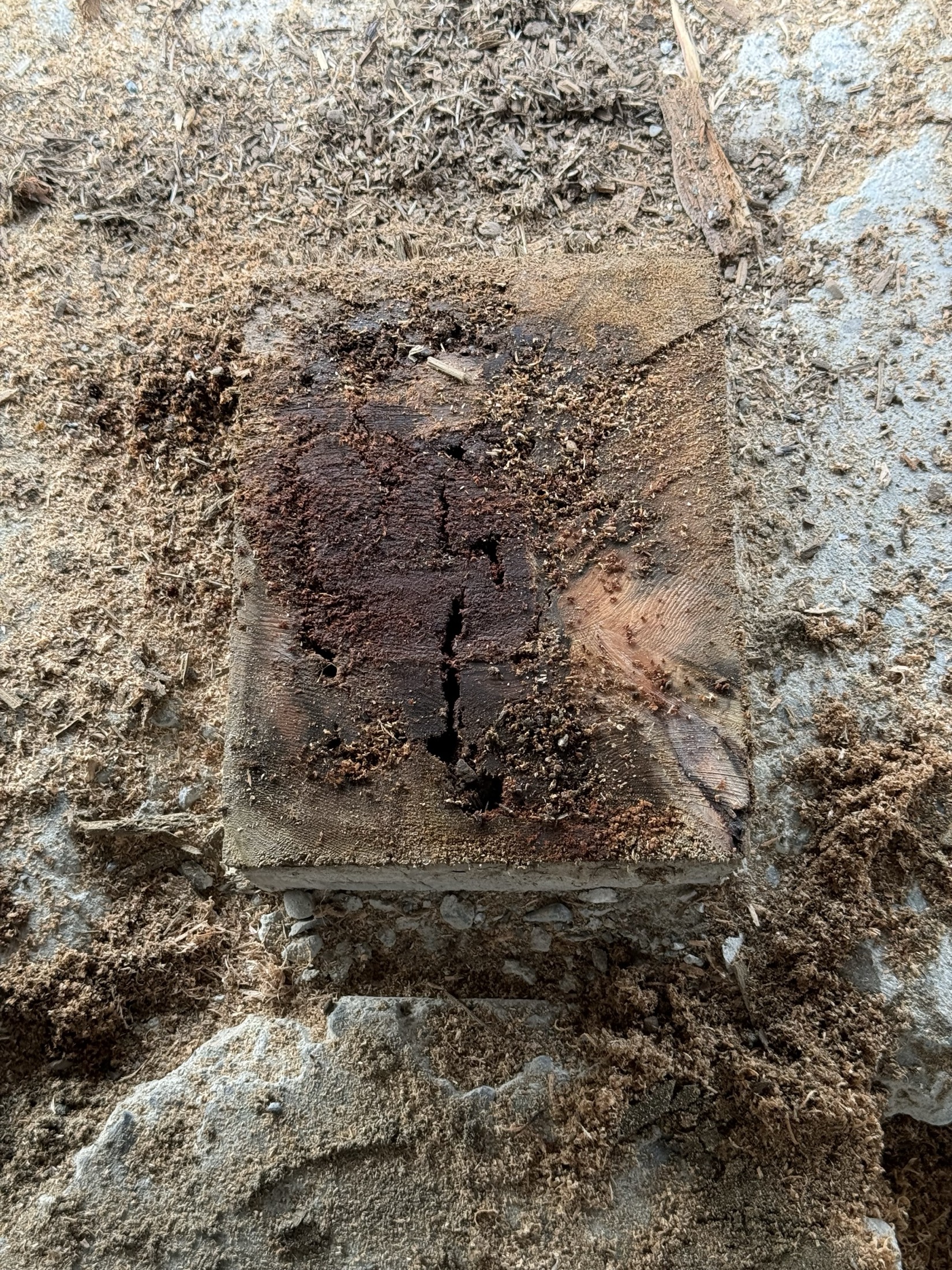 Sawn cross-section of a rotten structural post at Coast Performance Horses, Langley, showing rot through the core